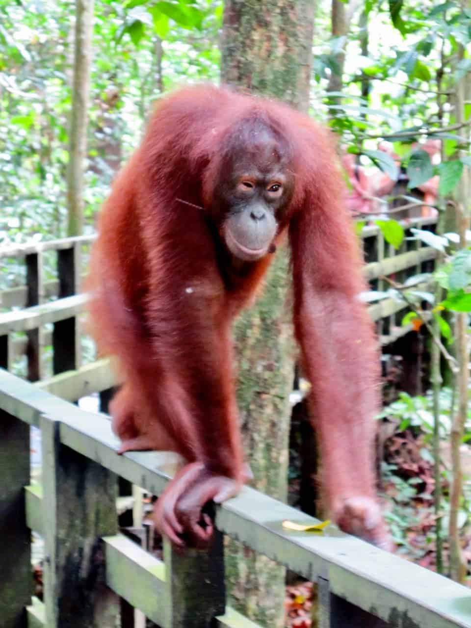 adult-orangutan-photo