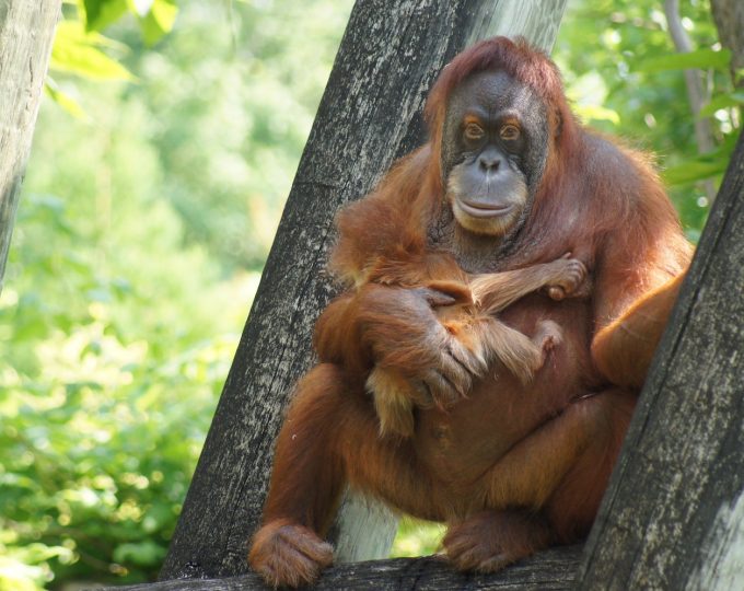 The orangutans of Sabah