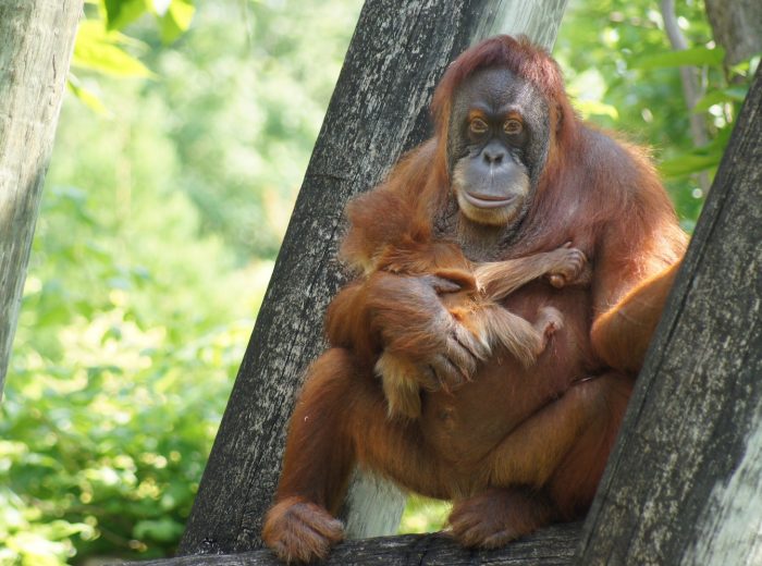 The orangutans of Sabah