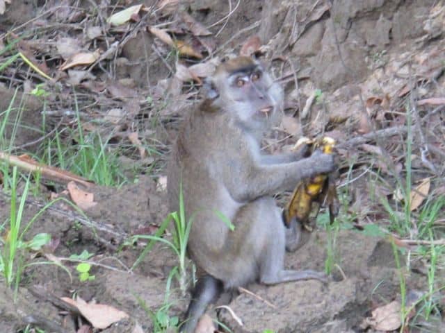 macaque-banana