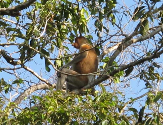 Proboscis monkey-tree