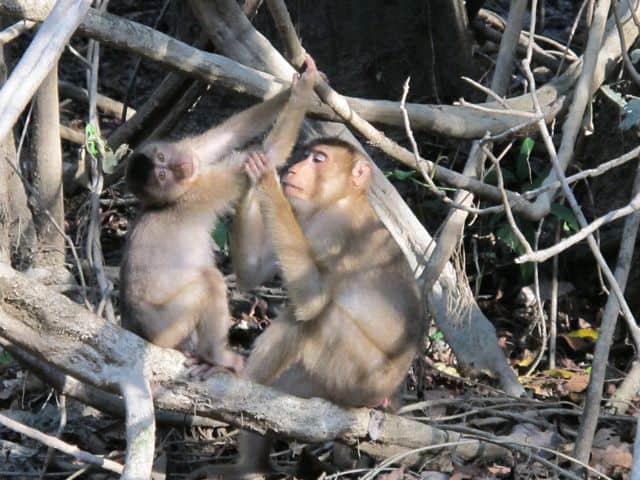 macaques-cleaning