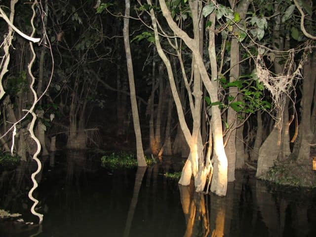 night river safari