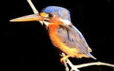 The Kinabatangan river safari kingfisher-photo