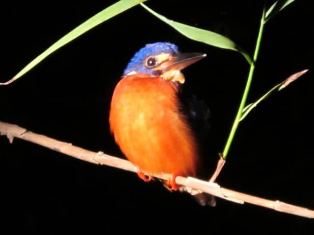 kingfisher3