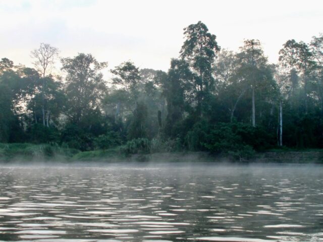 malaysia jungle