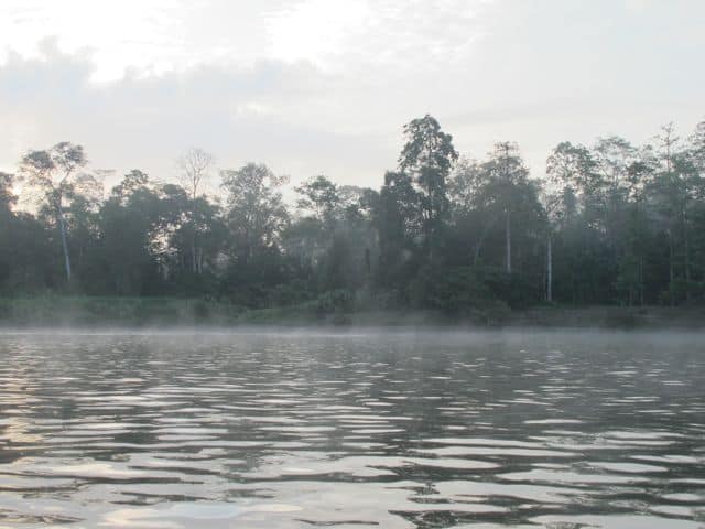 morning mist-Kinabatangan