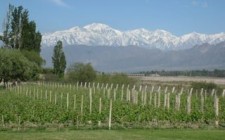 The good life Achaval Ferrer vineyard