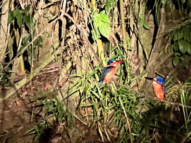 what birds to see kinabatangan river
