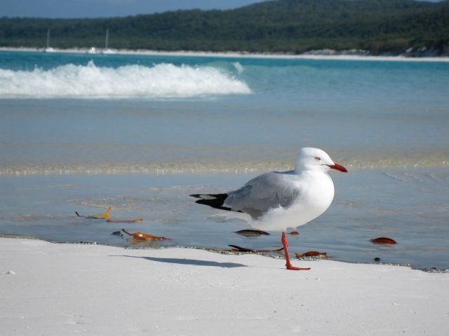 whitehaven-beach-bird-photo