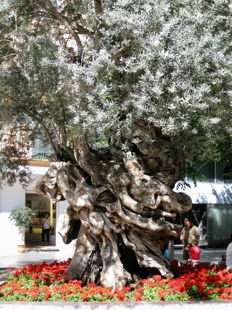 oldest-olive-tree-palma-mallorca-photo