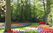 Visiting Keukenhof – the world’s largest flower gardens Keukenhof garden, Holland