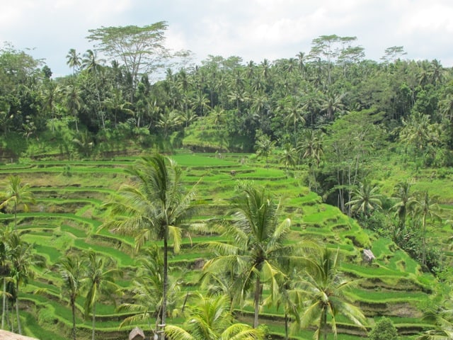 Rice terraces in Bali.