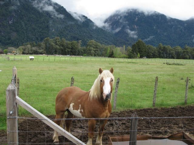 pony-peulla