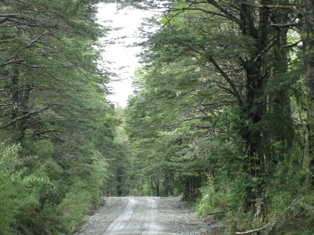 temperate-rainforest-chile