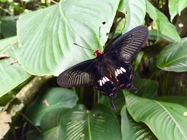 penang-butterfly-farm-photo