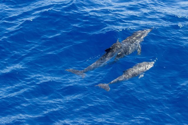 azores whales