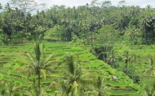 Ten things to do in Bali rice-terraces-bali-photo
