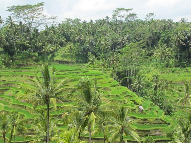 rice-terraces-bali-photo