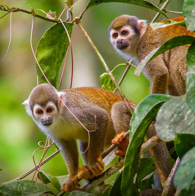 squirrel-monkeys-ecuador-photo