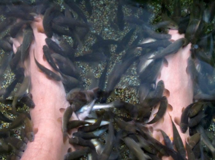 A fishy spa experience