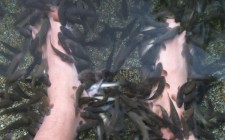 A fishy spa experience fish-spa-experience-photo