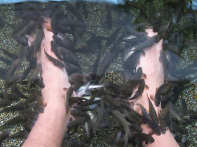 fish-spa-experience