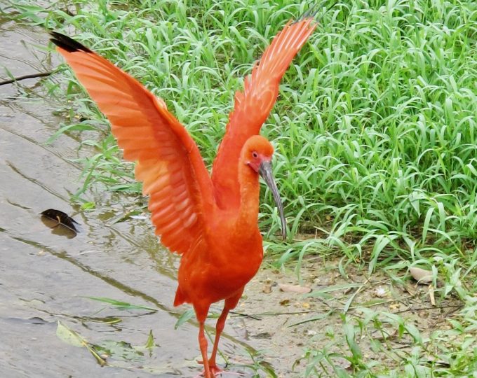 An afternoon in the Kuala Lumpur Bird Park