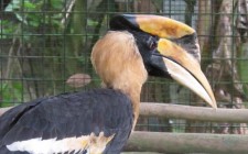 An afternoon in the Kuala Lumpur Bird Park rhinoceros-hornbill-photo