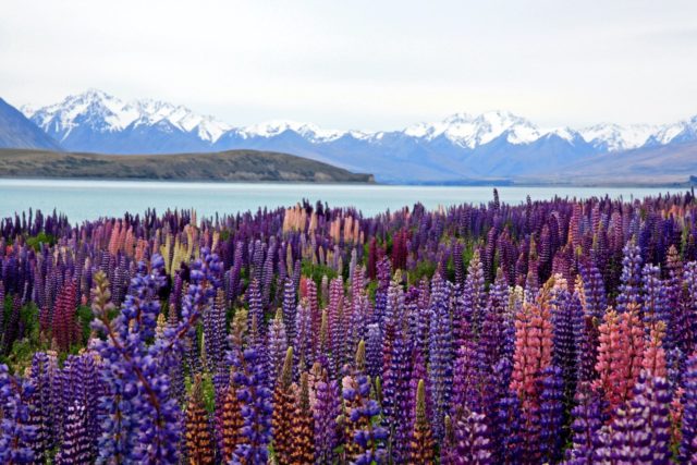 top things to do in new zealand