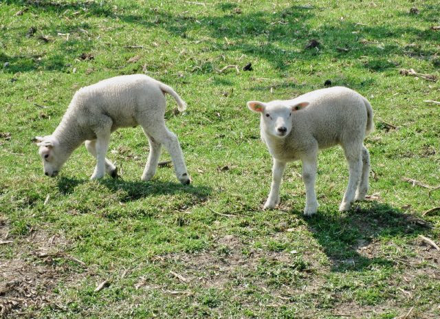 lambs-countryside-netherlands-photo