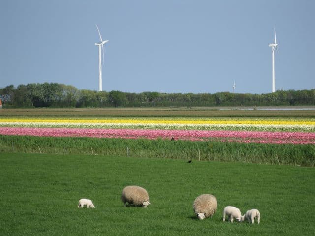 windmills-sheep-flowers-holland