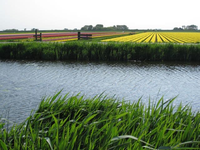 tulip-fields-canal-holland