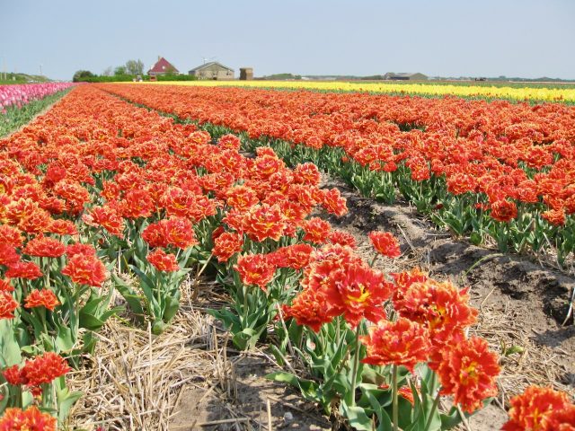 tulip-fields-north-holland-photo