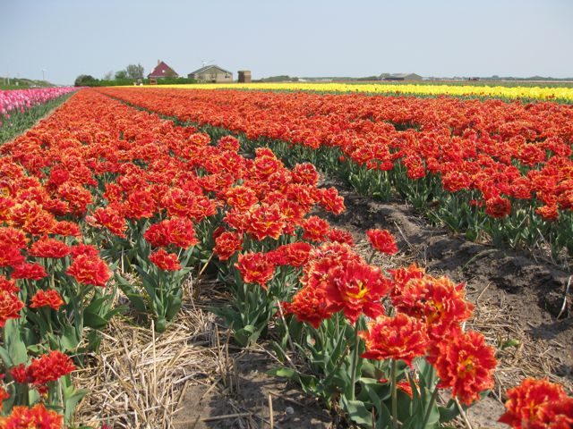 tulip-fields-holland