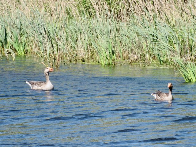 geese-zwanenwater-nature-reserve-photo