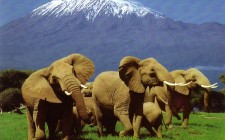 Kenya: your favorite travel album elephantsamboseli