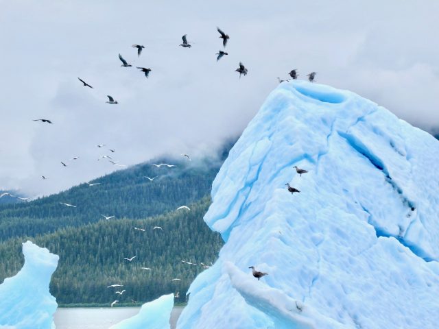 seagulls-iceberg-alaska-photo