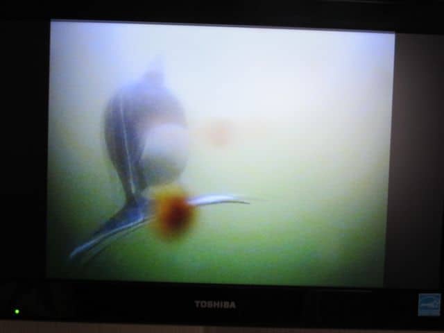 underwater-camera-porpoise-photo