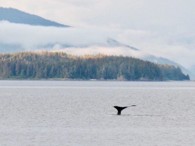 whale-alaska-photo