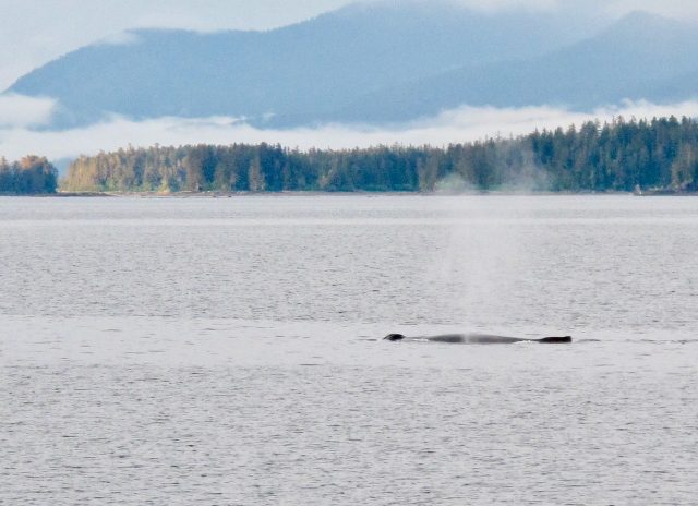 alaska-cruise-whale-photo