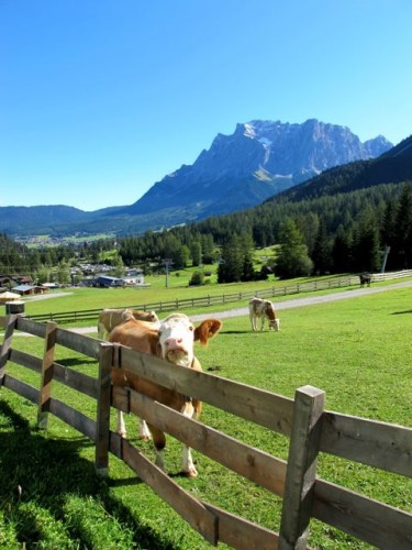 cow-zugspitze-tyrol-alps cow-zugspitze-tyrol-alps-photo