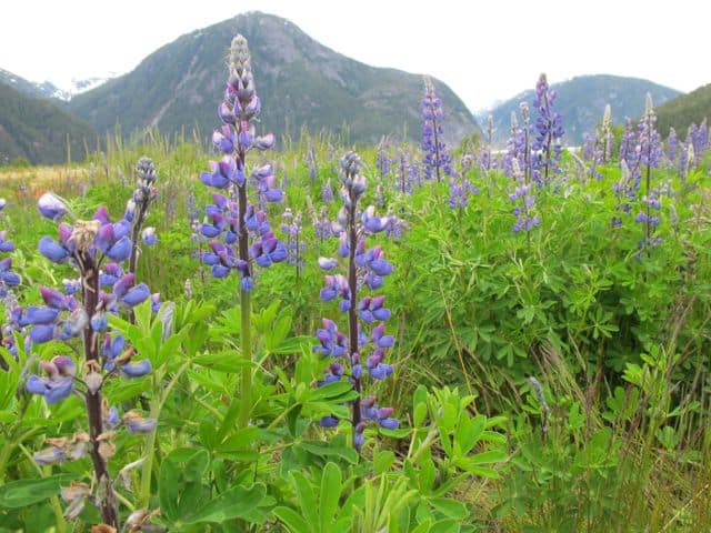 lupine lupine-photo