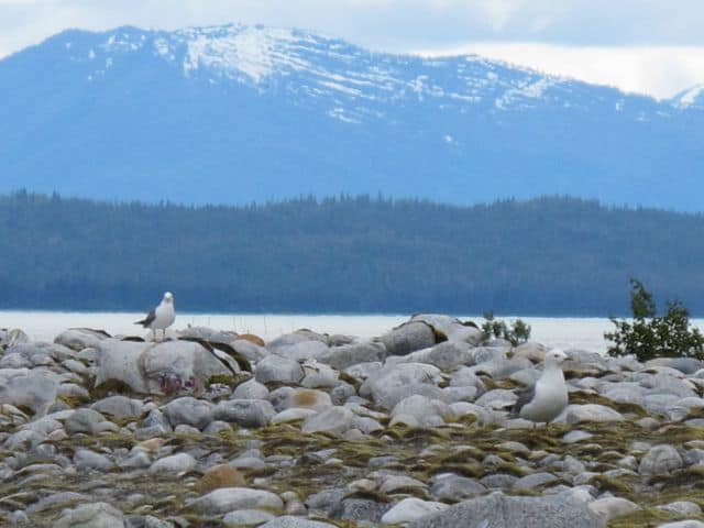 thomas-bay-gulls thomas-bay-gulls-photo