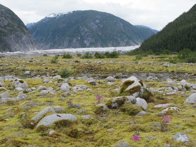 fields-of-moss fields-of-moss-photo