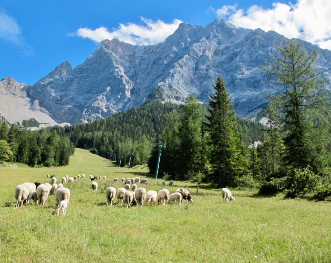 Summer in Tirol Zugspitz Arena