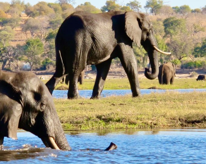 Five glamping luxury safaris