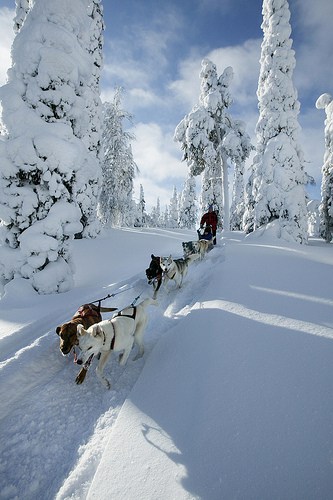 dog-sled-lapland dog-sled-lapland-photo