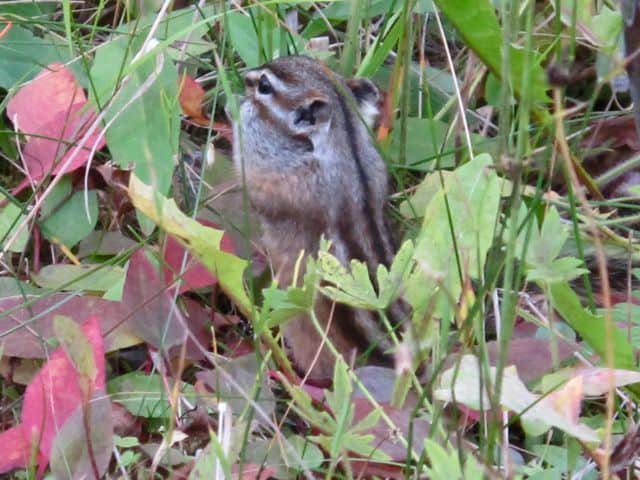 columbia-ground-squirrel-photo