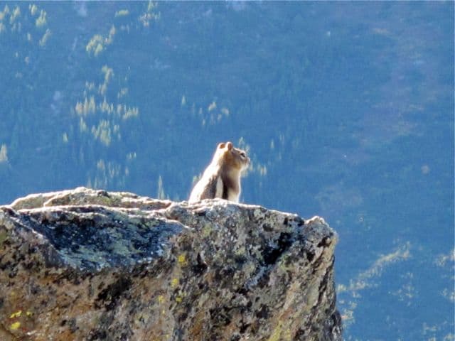 golden-mantelled-ground-squirrel golden-mantelled-ground-squirrel-photo